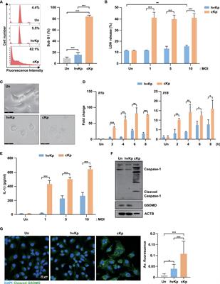 Resistance of hypervirulent Klebsiella pneumoniae to cathepsin B-mediated pyroptosis in murine macrophages